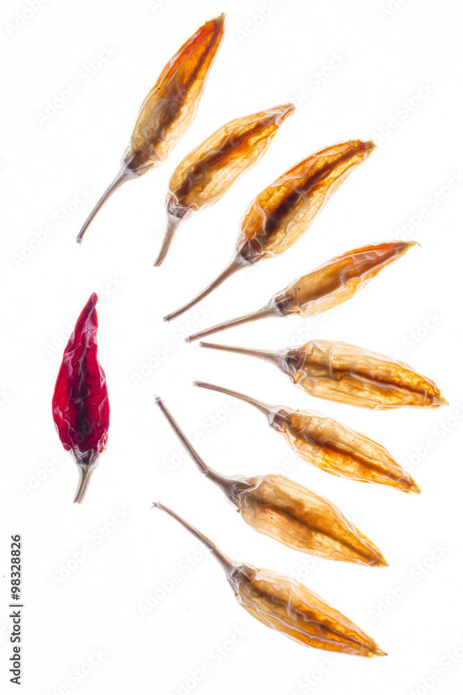 dried chili on white background dried chili on white background