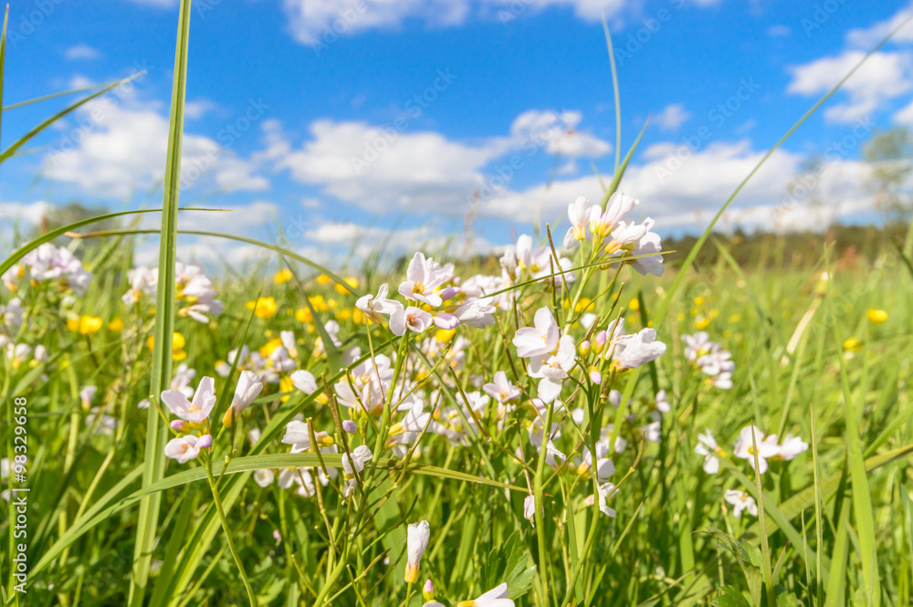 Obraz premium flowers