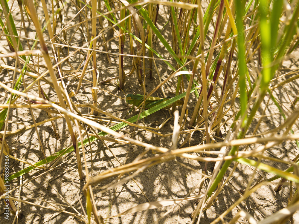 green grasshopper in the grass