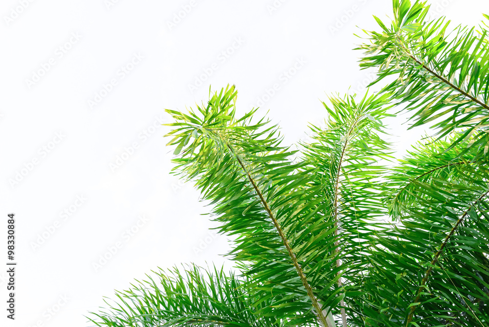 tree on white background tree on white background