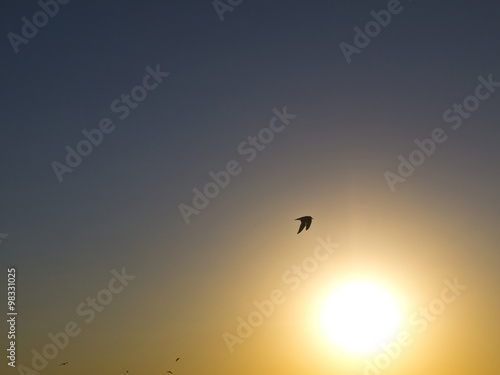 gull in front of sunset