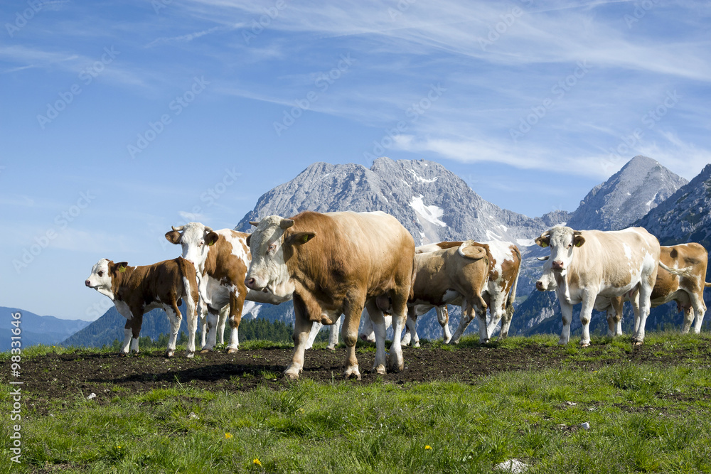 Cattle on the pasture in the European Alpine region. Location Velika planina, Slovenia. Cattle on the pasture in the European Alpine region. Location Velika planina, Slovenia.