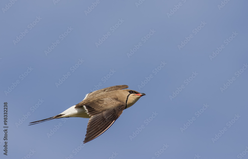 Obraz premium Collared Pratincole