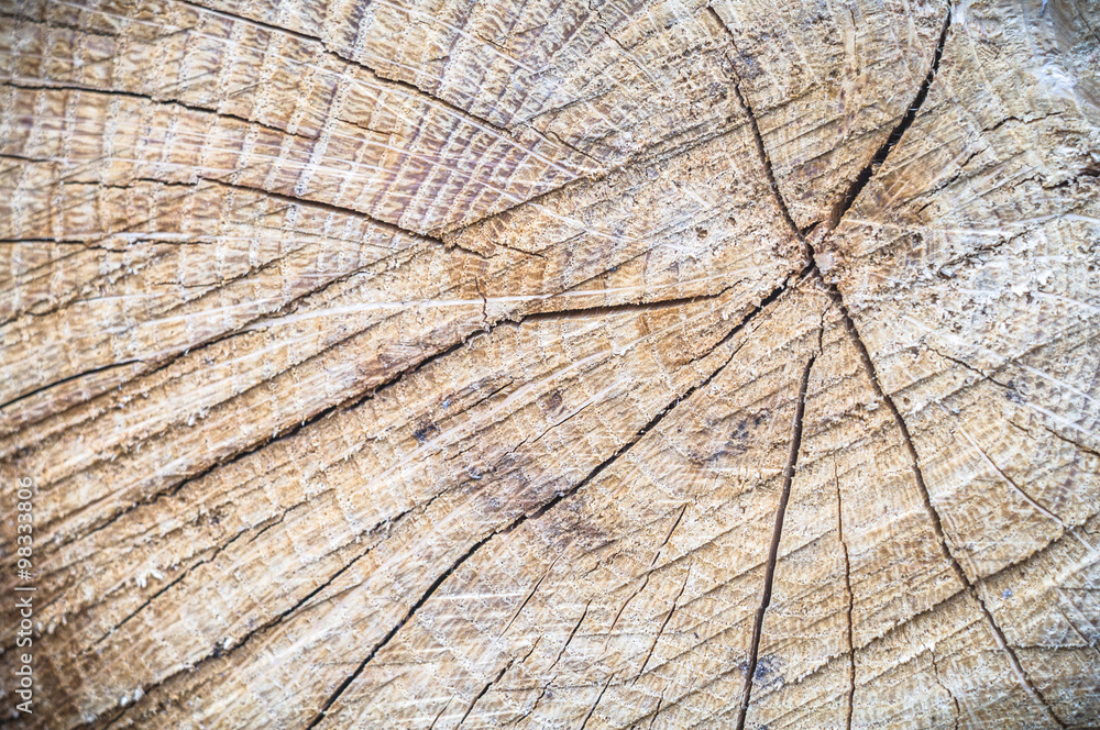 Fototapeta premium wood