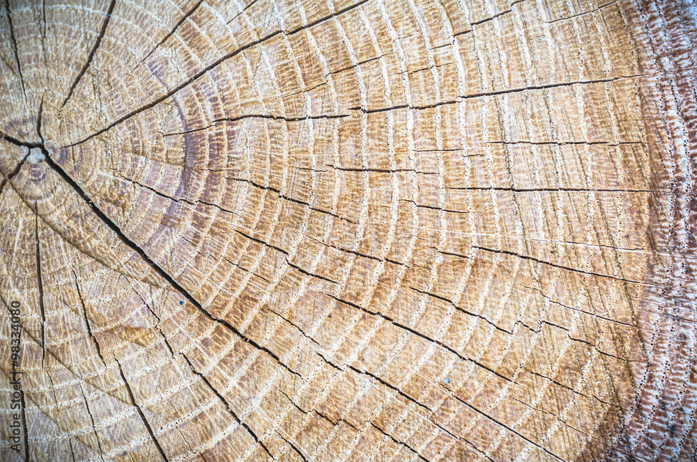 Fototapeta premium wood