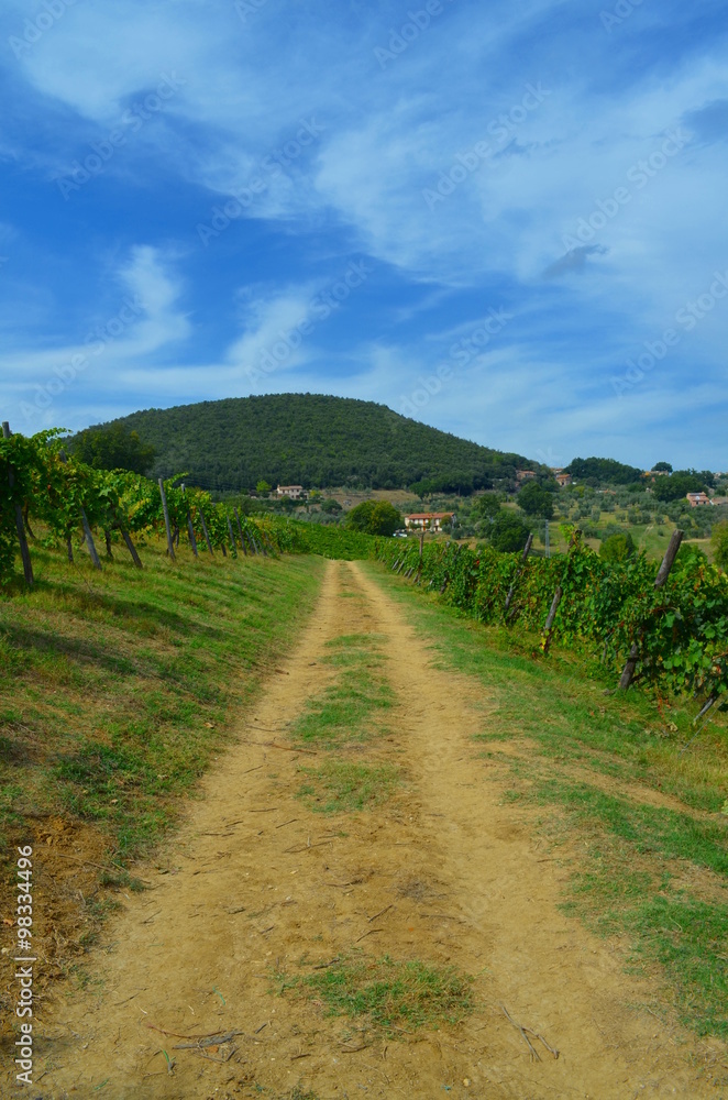 Panoramic view of a vineyard in Italy Panoramic view of a vineyard in Italy