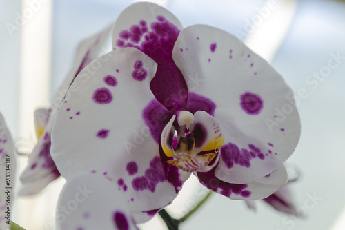 Fototapeta Naklejka Na Ścianę i Meble -  close up orchid