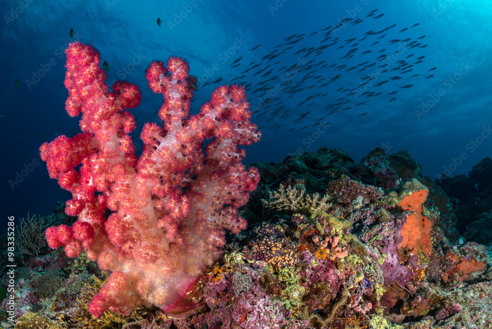 Naklejka premium Soft coral with fish shoal in the background, Calanggaman