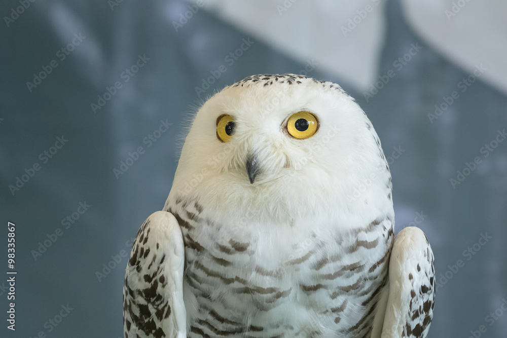 Fototapeta premium cute snowy owl (Bubo scandiacus),on blur background