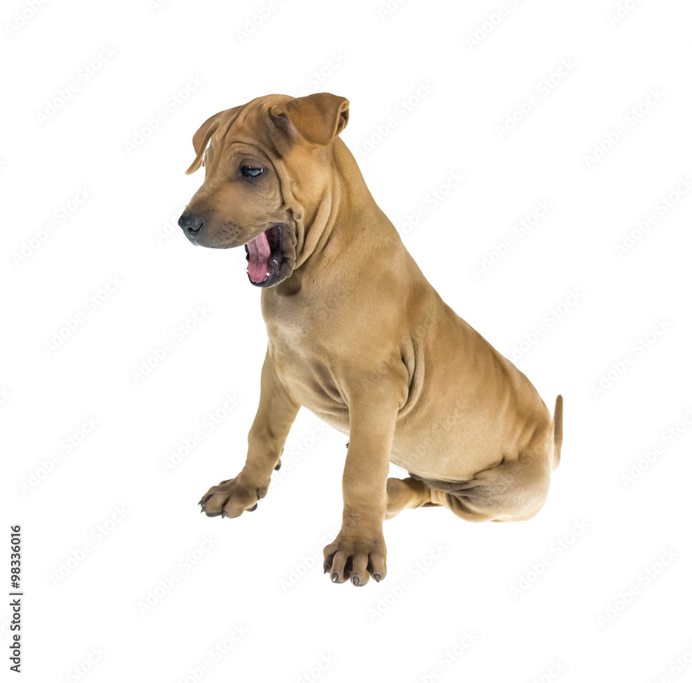 Fototapeta premium Dog portrait on white background