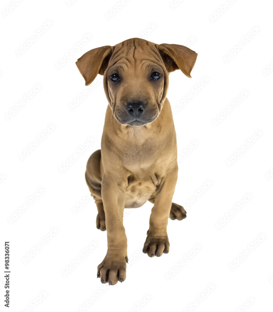 Dog portrait on white background Dog portrait on white background