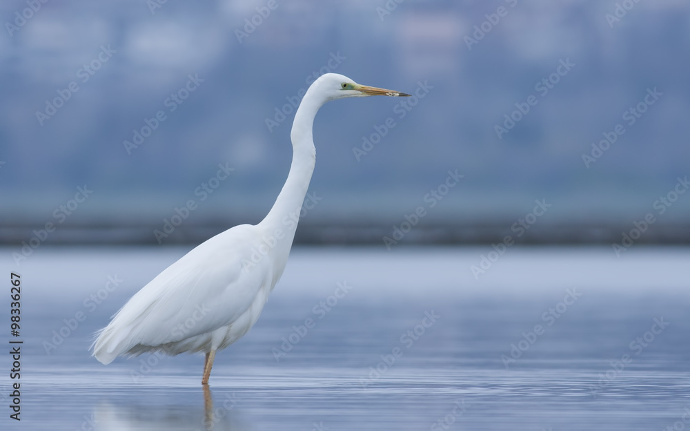 Great White Egret Great White Egret