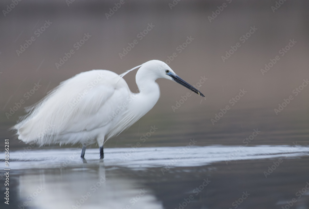 Little Egret Little Egret