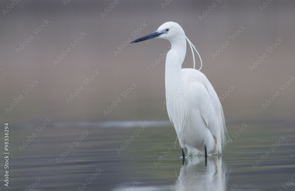 Little Egret Little Egret