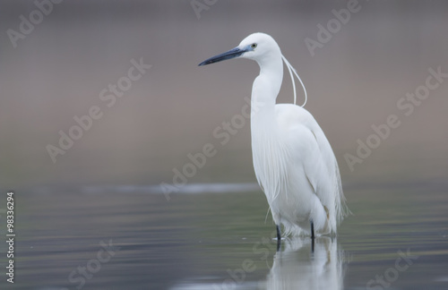 Little Egret © georgigerdzhikov