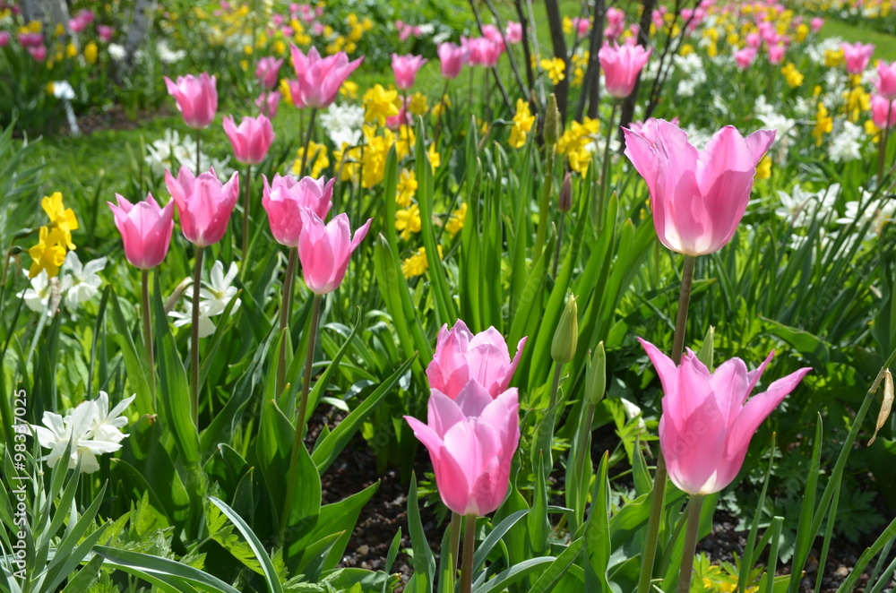 Leuchtend rosa Tulpen blühen im Frühlingsgarten