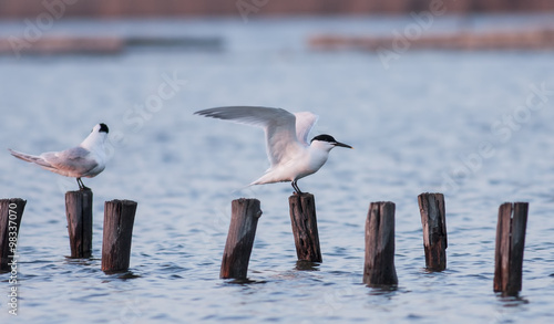 Sandwich Terns photo