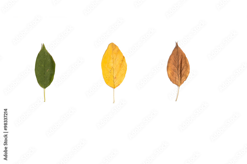 Tree age leaf