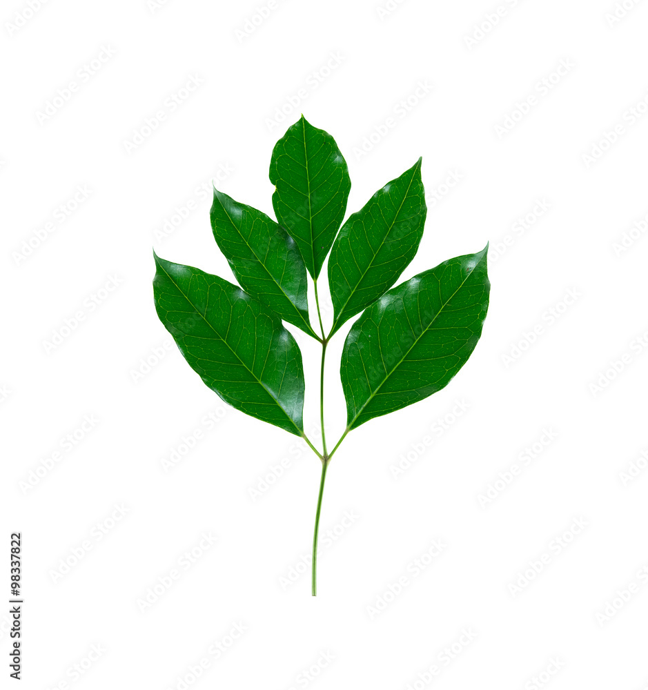 Green leaves on white background Green leaves on white background