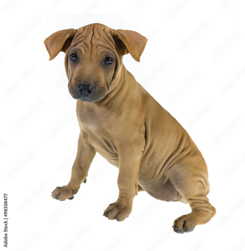 Fototapeta premium Dog portrait on white background