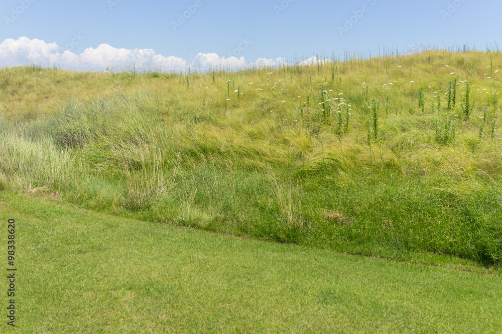 Naklejka premium Perfect grass meadow