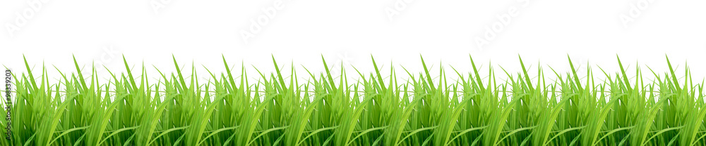 Green grass isolated on white. Panorama Green grass isolated on white. Panorama