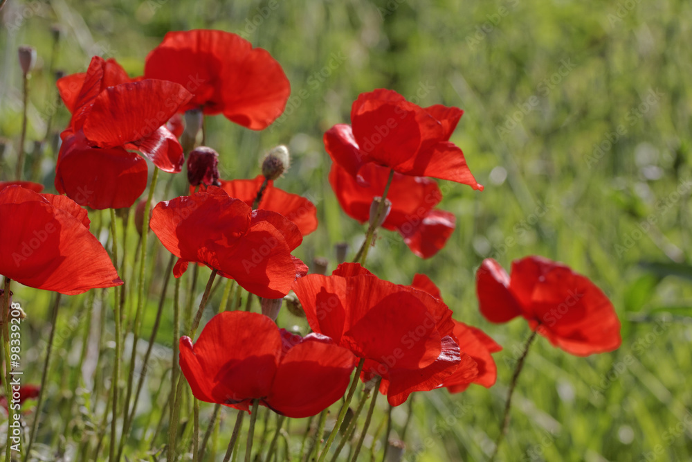 Corn Poppy (Papaver rhoeas), Corn Rose, Field Poppy, Flanders Poppy, Red Poppy, Red Weed Corn Poppy (Papaver rhoeas), Corn Rose, Field Poppy, Flanders Poppy, Red Poppy, Red Weed