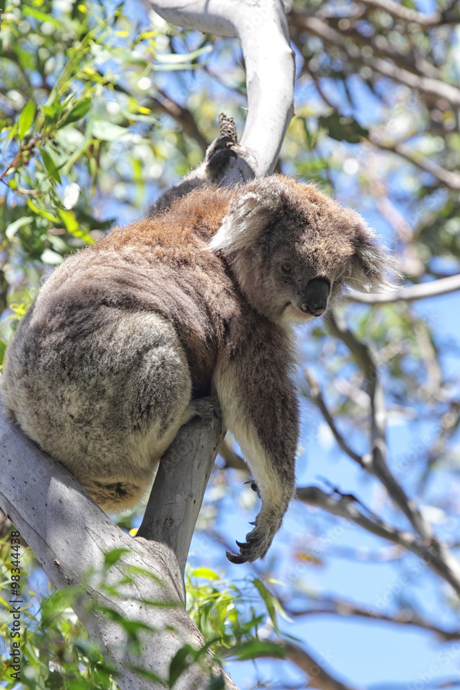 Obraz premium Koala (Phascolarctos cinereus)