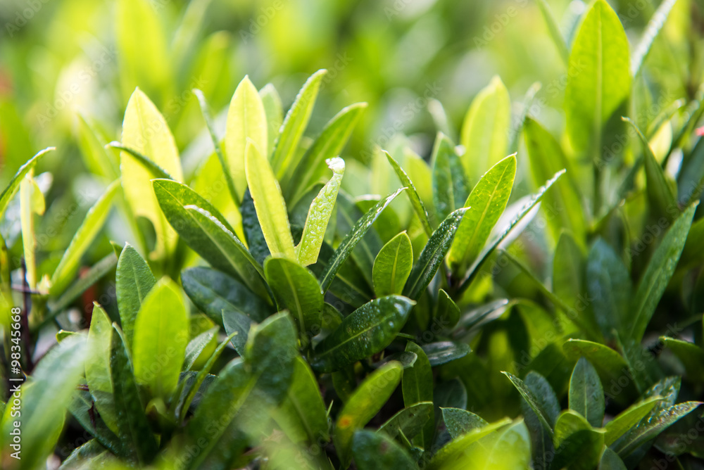 Obraz premium Dew on leaves