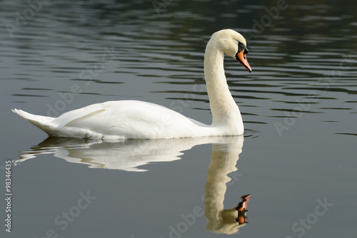 Mute Swan  cygnus olor