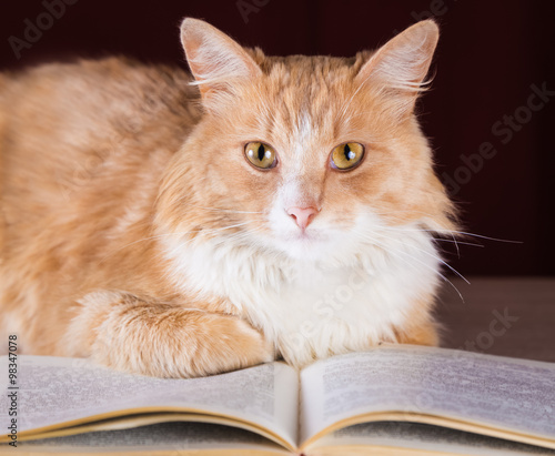 Ginger fluffy cat with yellow eyes lying on the book