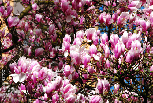 Magnolia flowers