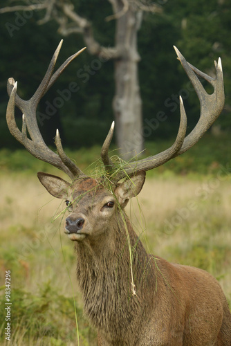 Red Deer  Deer  Cervus elaphus