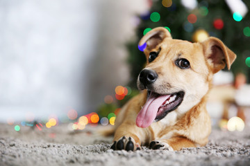 Small cute funny dog laying at carpet on Christmas tree background