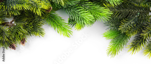 Christmas tree branch on white background