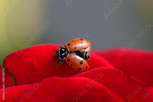 A ladybug on a petal of a rose