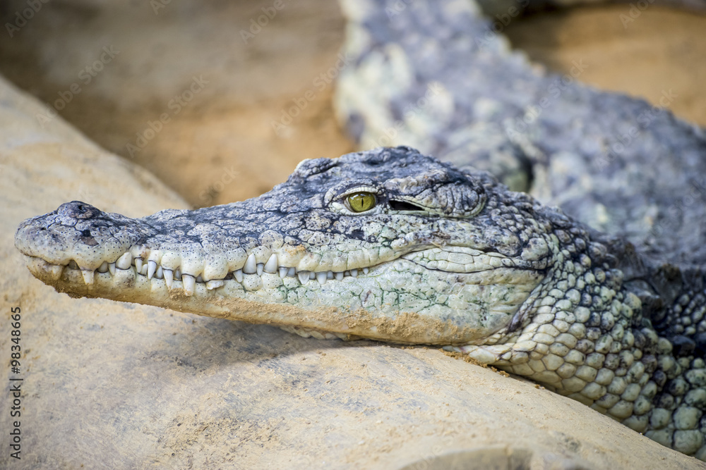 Fototapeta premium predator, crocodile resting on the sand beside a brown river