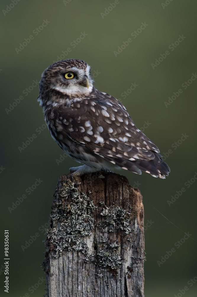 Fototapeta premium Little Owl (Athene Noctua)/Little Owl perched on stump against a dark forest background