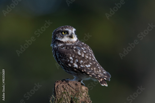 Little Owl (Athene Noctua)/Little Owl perched on stump against a dark forest background
