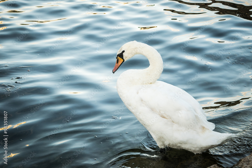 Swan with feet on water, Danube river, wien Swan with feet on water, Danube river, wien
