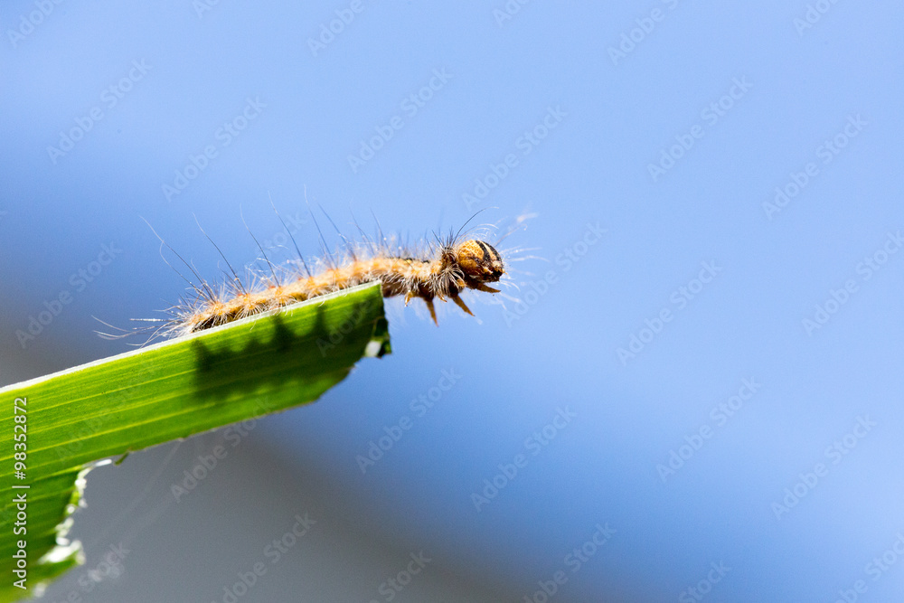 Fototapeta premium chenille au bout d'une feuille en macro, fond bleu