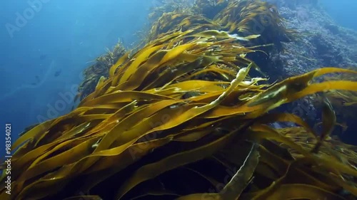 Bull kelp and seaweed moving in current underwater at Poor Knights Islands, New Zealand  photo