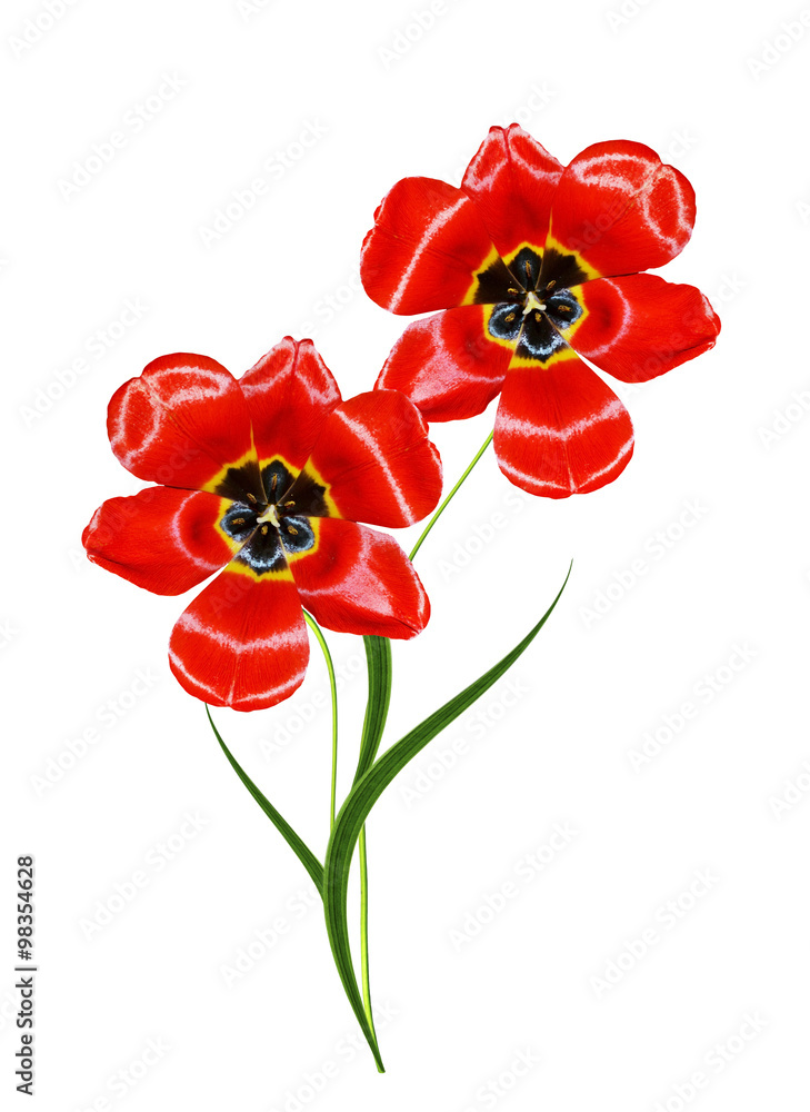 Obraz spring flowers tulips isolated on white background