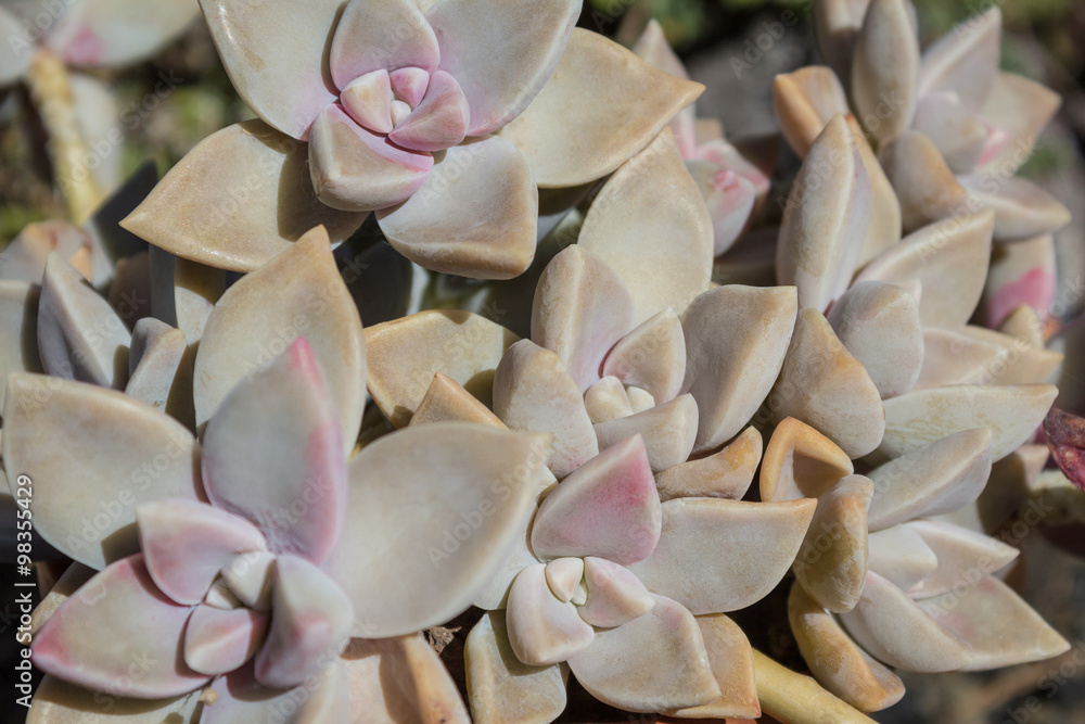 Succulent plant macro, succulent flower closeup