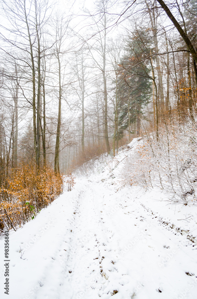 Foggy winter forest Foggy winter forest