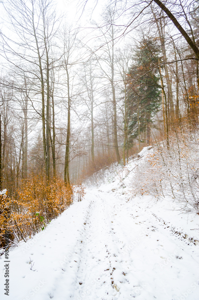 Foggy winter forest Foggy winter forest
