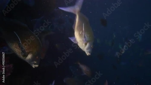 Different Species Of Fish Swimming In Current Underwater At Poor Knights Islands photo