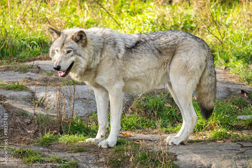 Wolf looking for prey