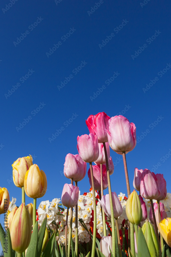 Obraz premium Spring Flowers