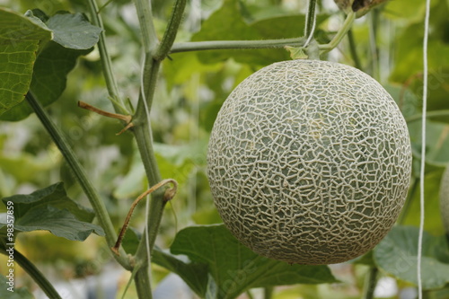 hydroponics melon farm